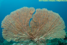 sea fan